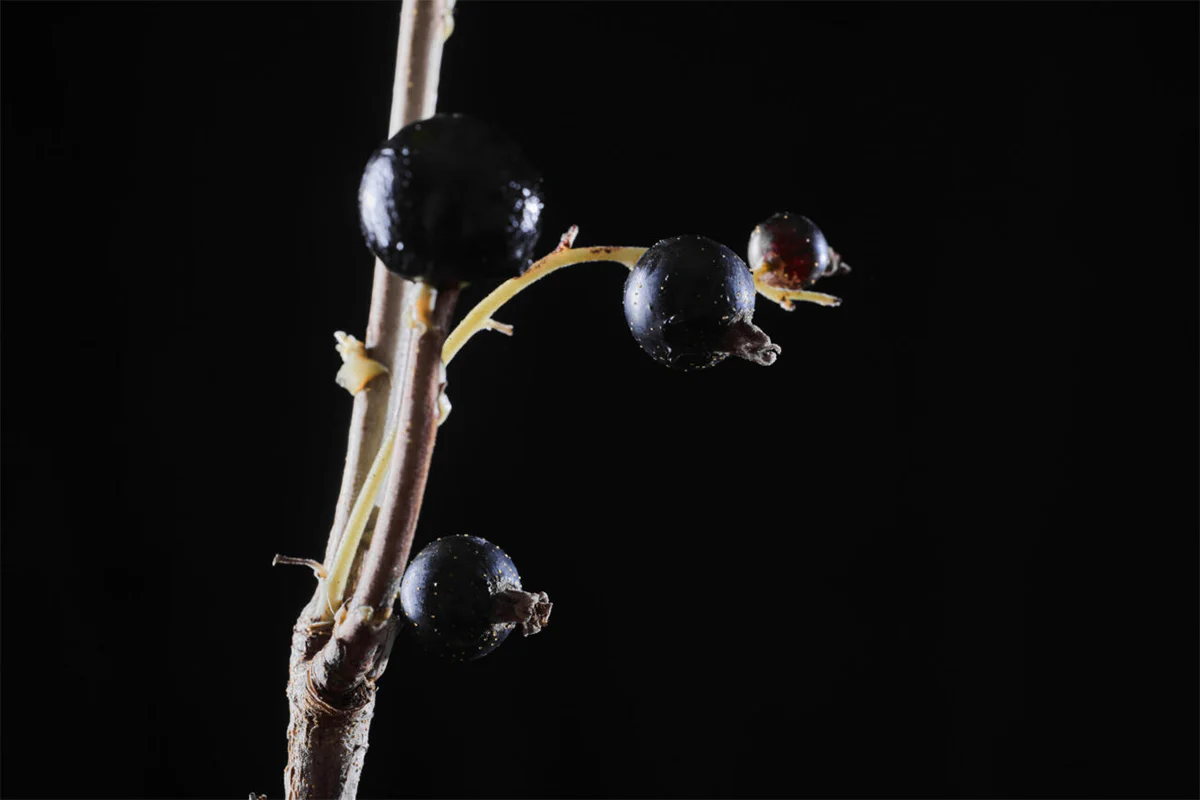 Black Anise - Image 3
