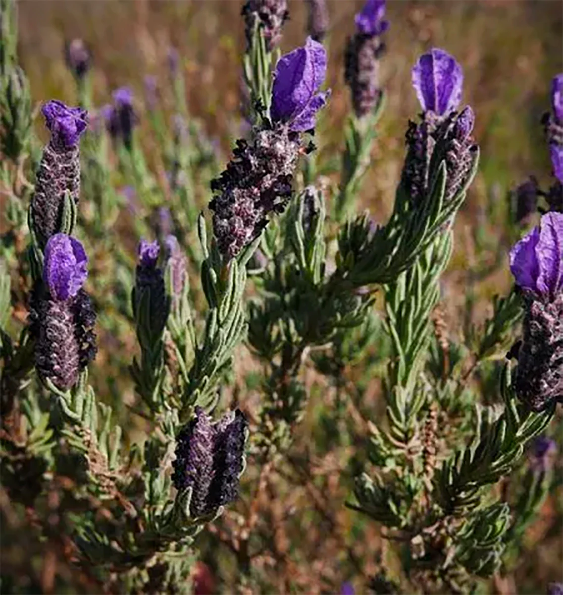 Cologne Lavender - Image 3