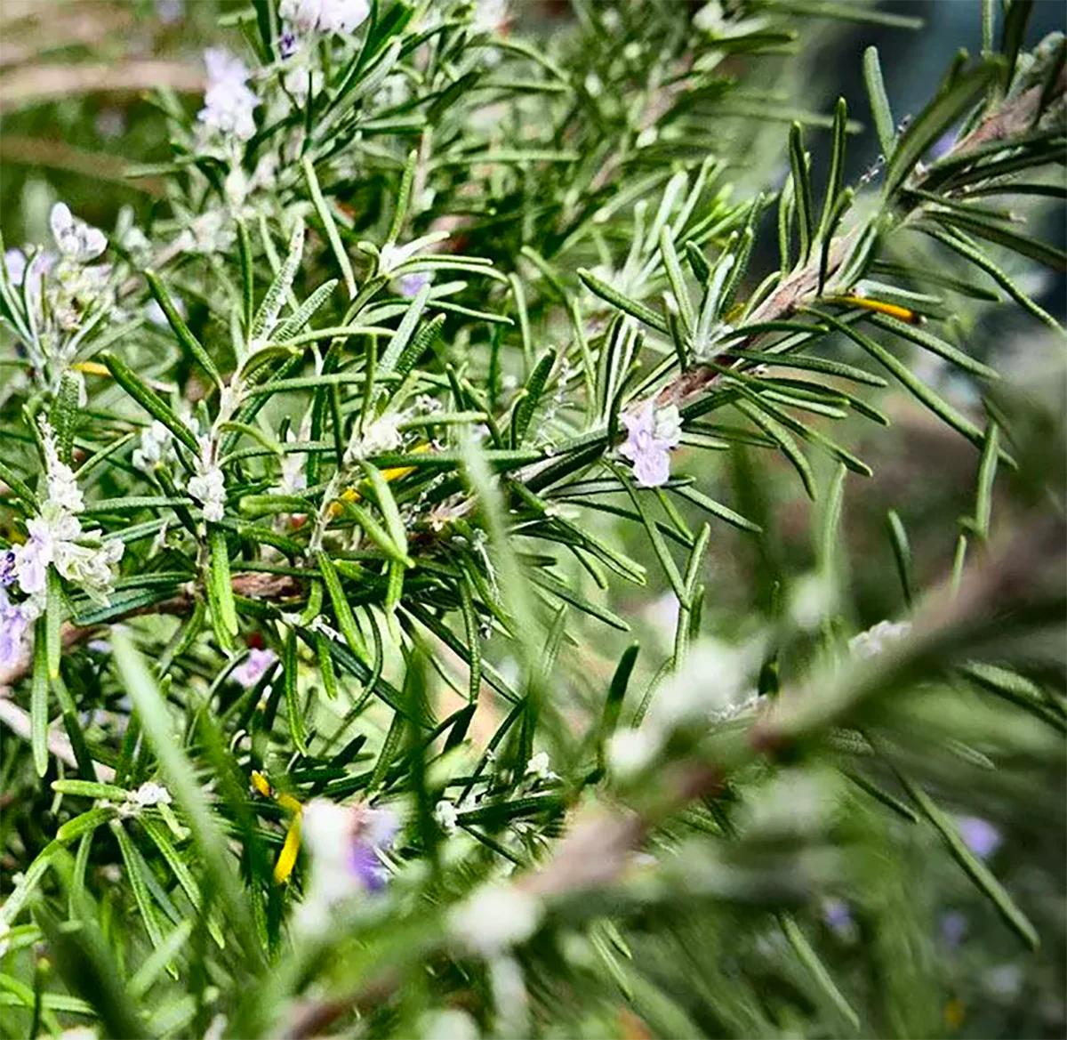 Cologne Rosemary - Image 3