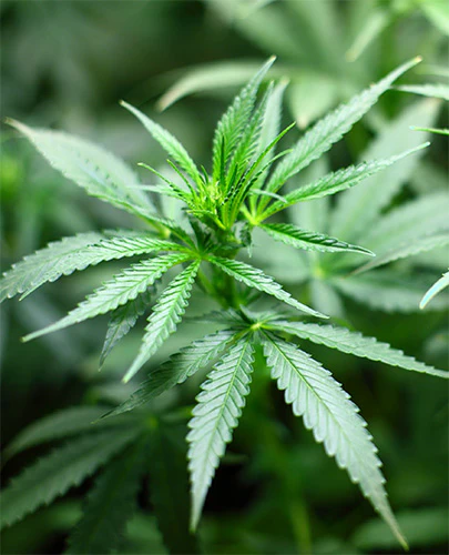 GANJA OUD - Image 2