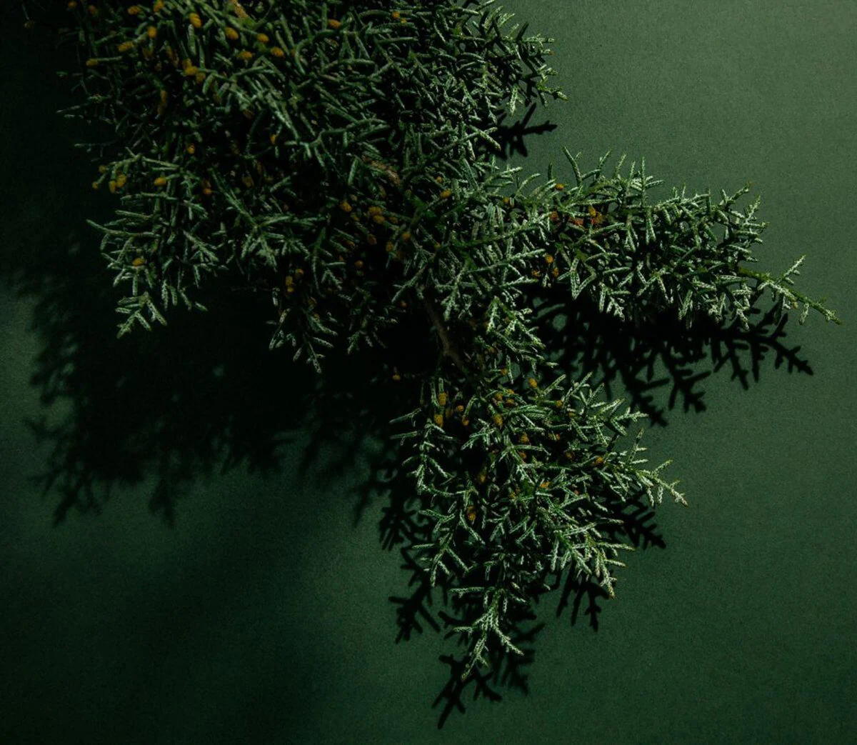 Green Cedar by Abel - Image 5