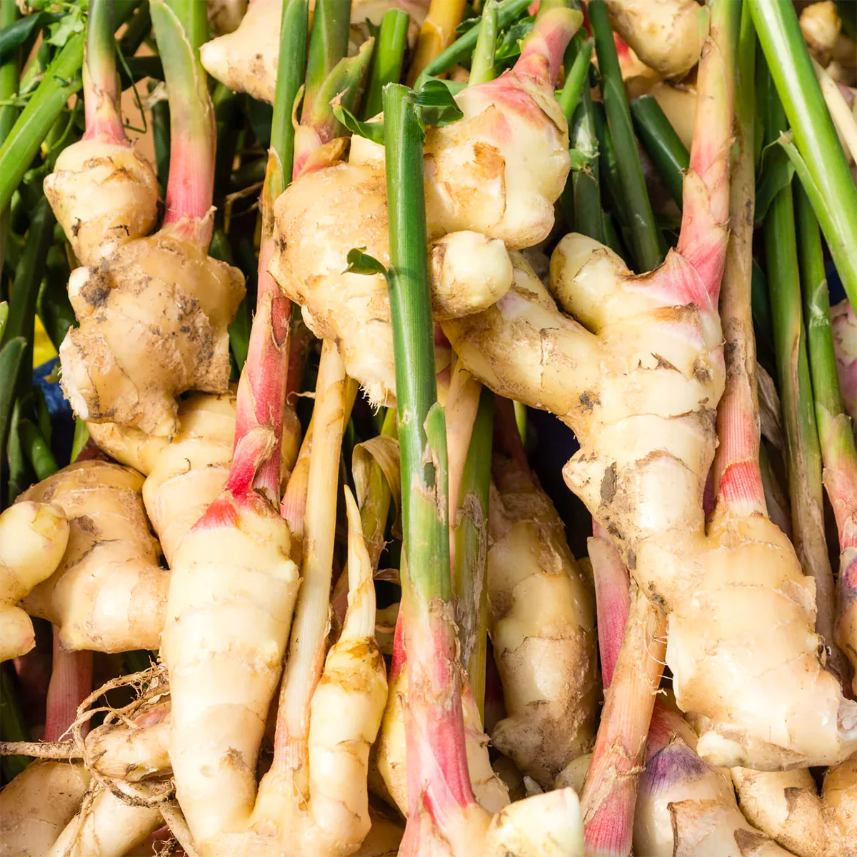 Ingenious Ginger - Image 2
