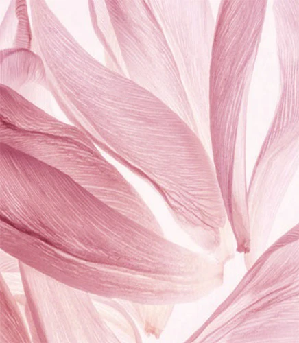 LYS NOBILIS - Image 2