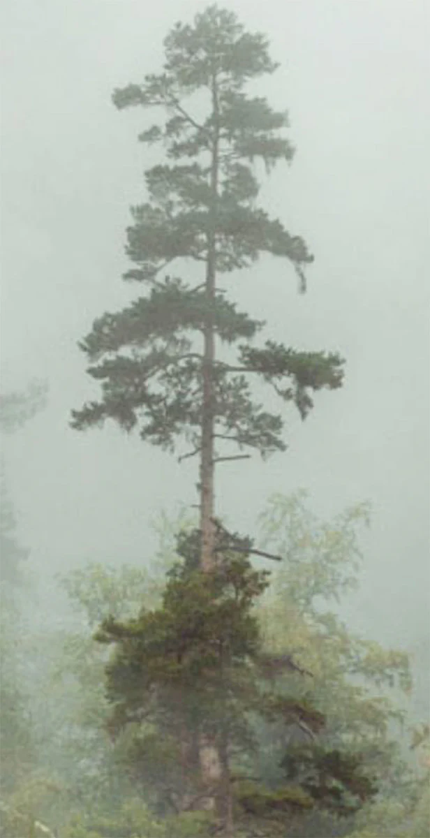 Summer in Paro - Image 4