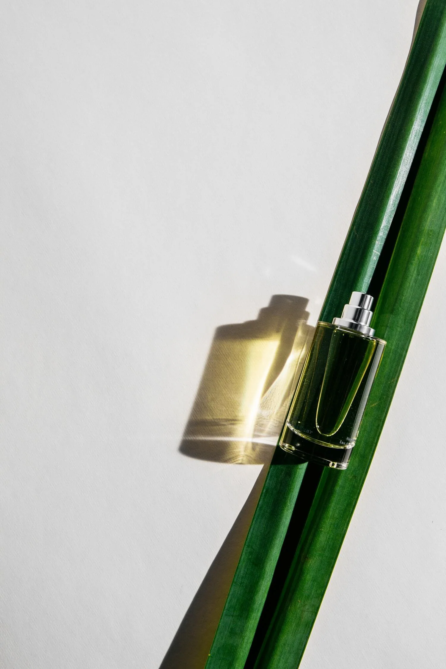 White Vetiver by Abel - Image 3